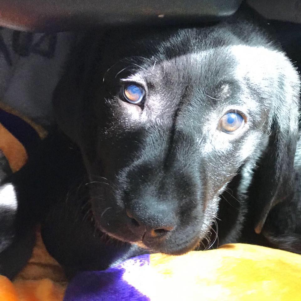 Ottawaa guide dog puppy in training