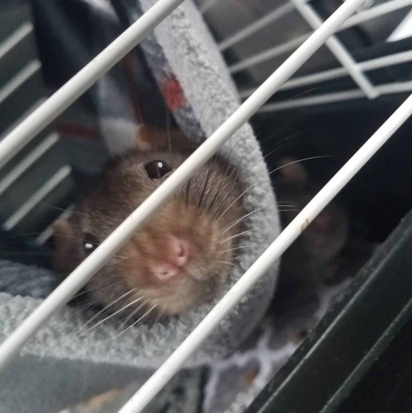 Rat Rescue of Northeast Texas