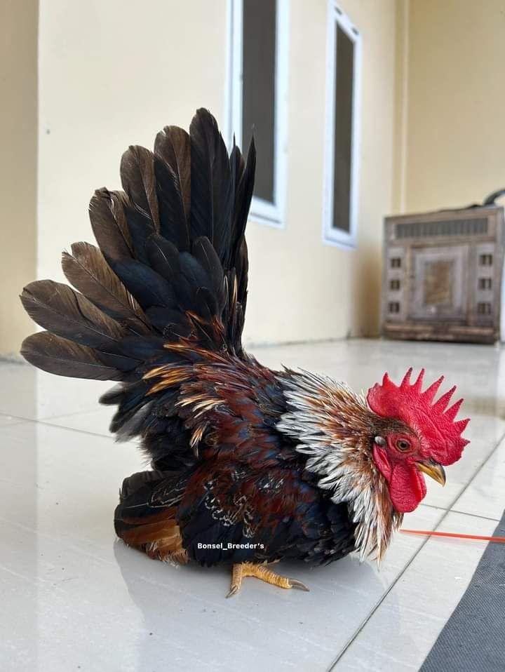 House Cockatiels | Apa sudah Sepasang Jantan dan betina menurut para ...