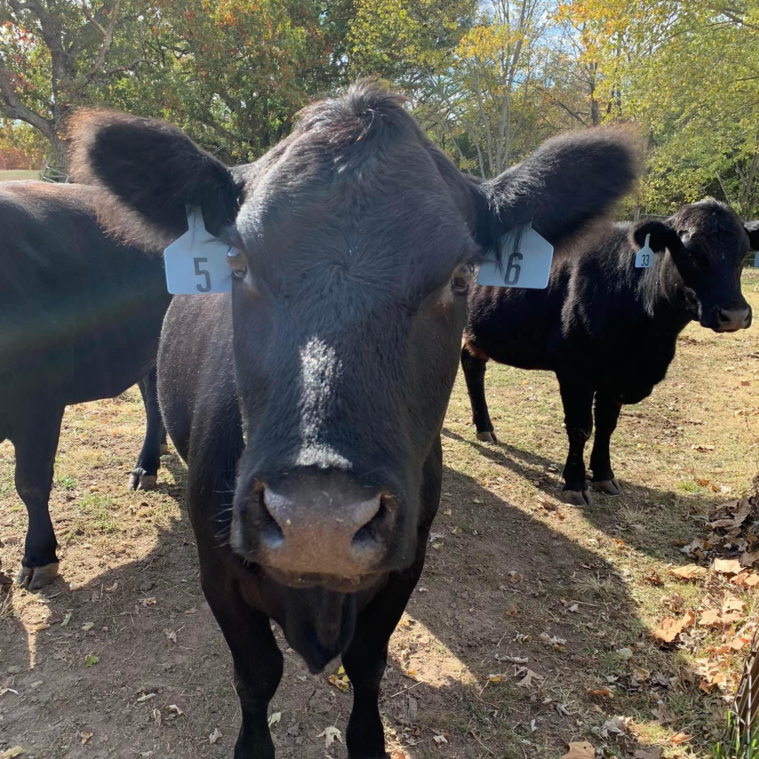 4R Ranch | Galena MO