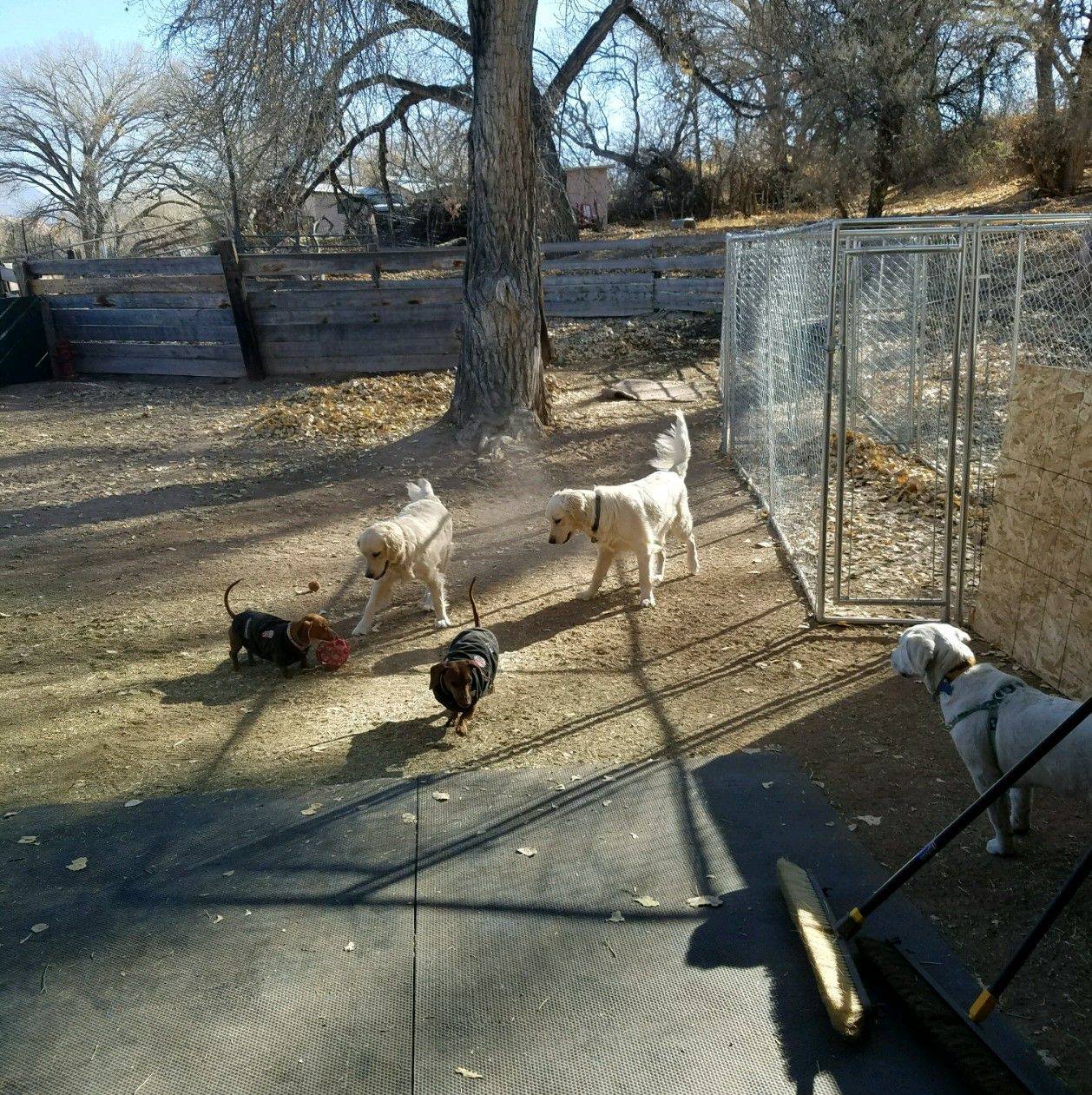 Tracey's Bed And Biscuit Daycare&Boarding