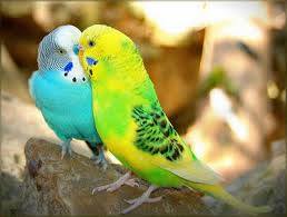 Love love