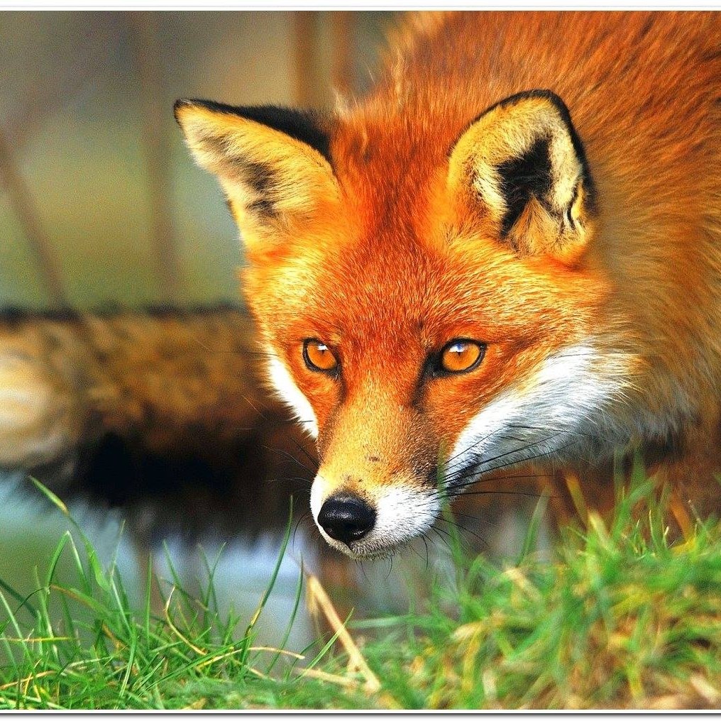 Fox Security Guard