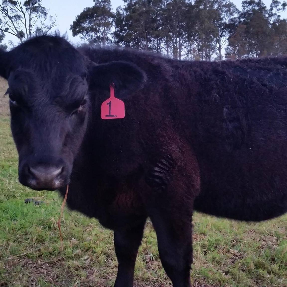 Shady Rill Farm | Black Hill NSW