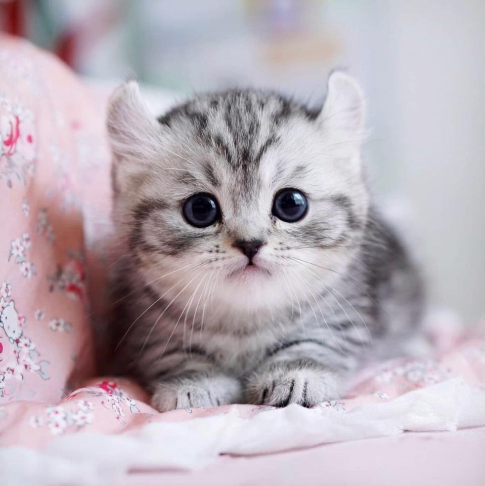 Munchkin Kitten Breeders Home | Denver CO