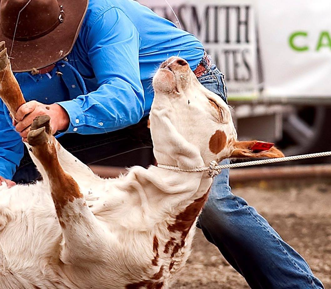 Anti rodeos USA