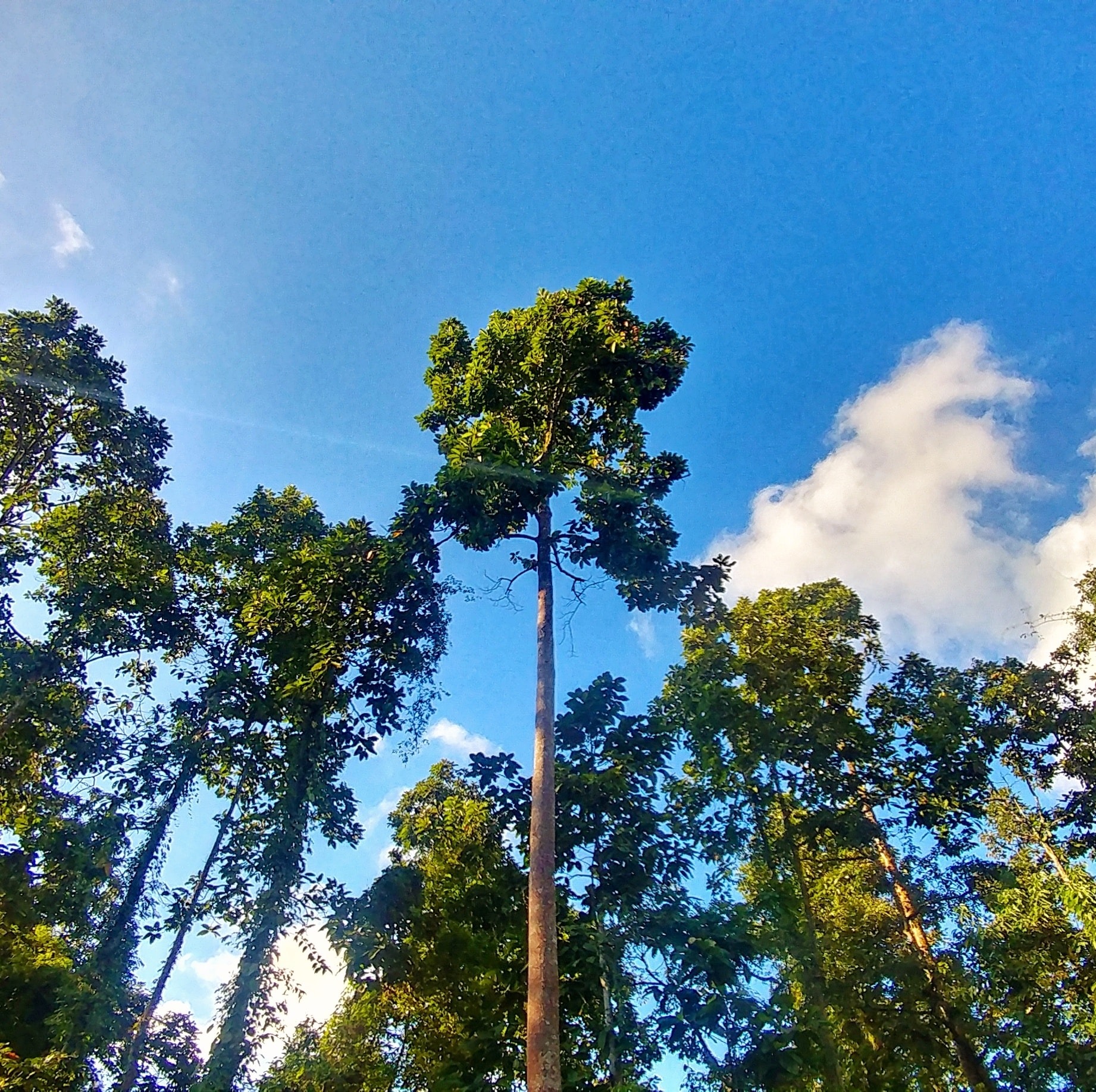 Dehing Patkai National Park | Duliajan