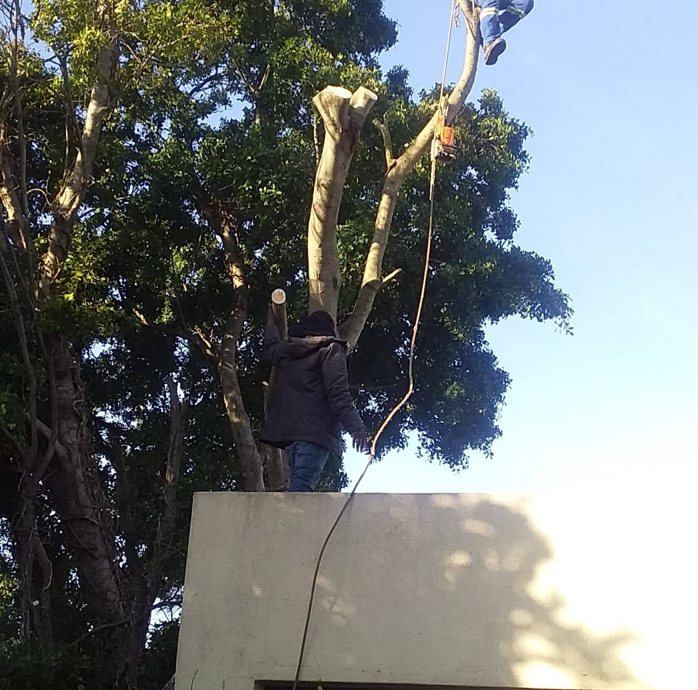 Wapadrand Gemeenskap | Tree removal,tree trimming | Facebook