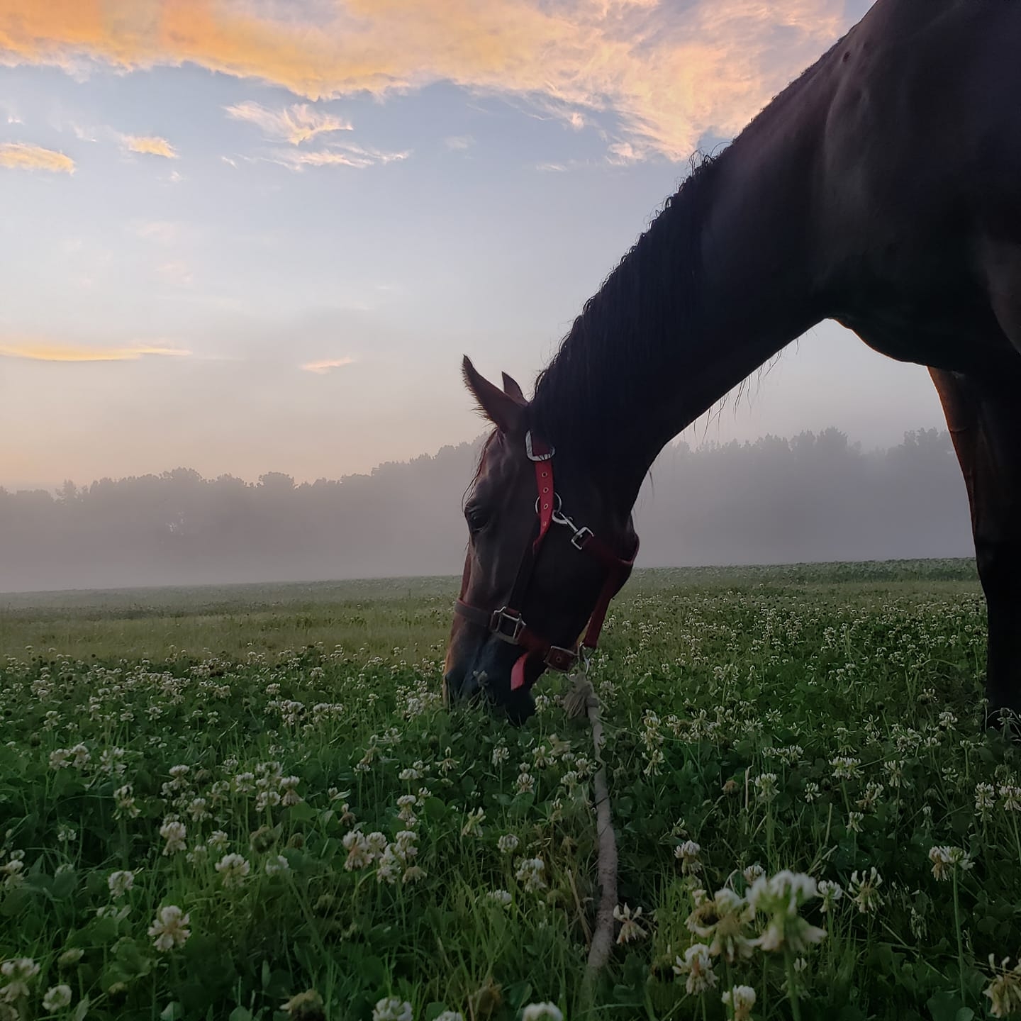 Southern Cross Ranch of Tennessee