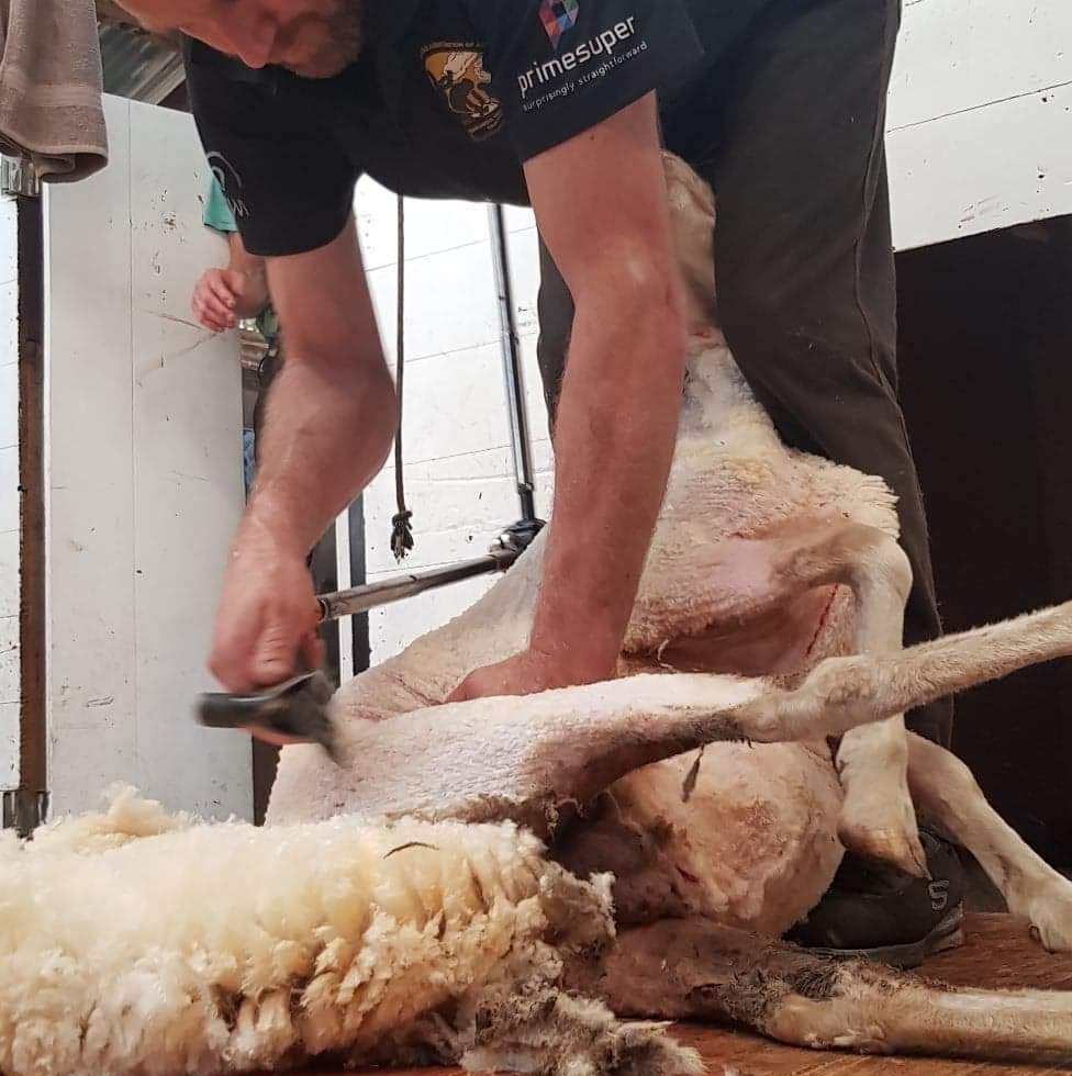 Chilcott Shearing