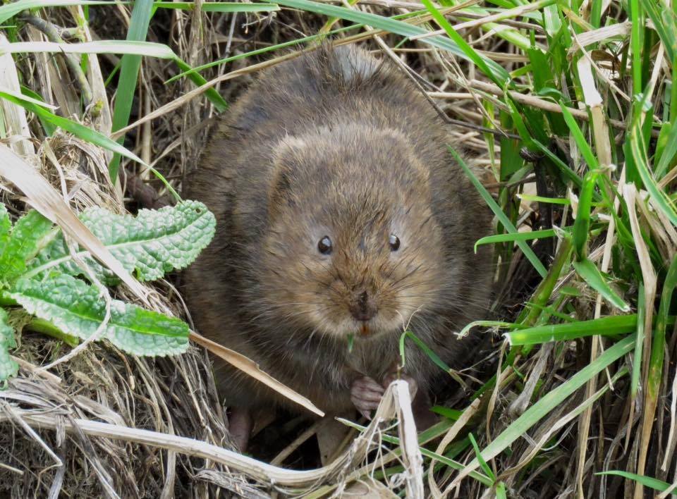 Bexley Wildlife - Useful info for Erith Marshes visitors ..... | Facebook