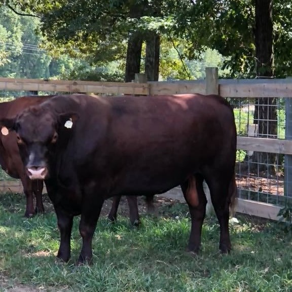 Belyew's Red Poll Cattle | Big Sandy TN
