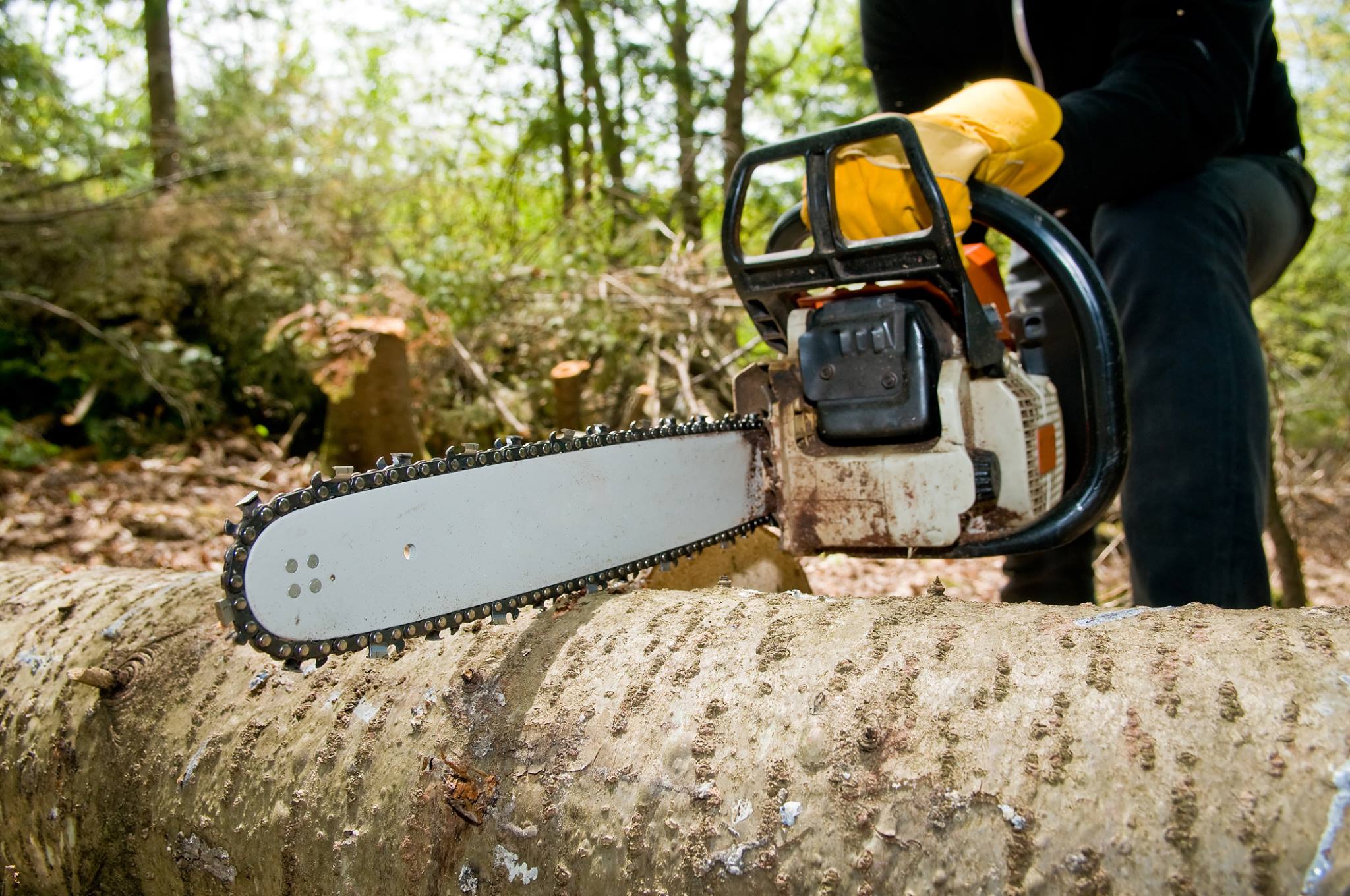 ASAP Tree Service | Palm Bay FL