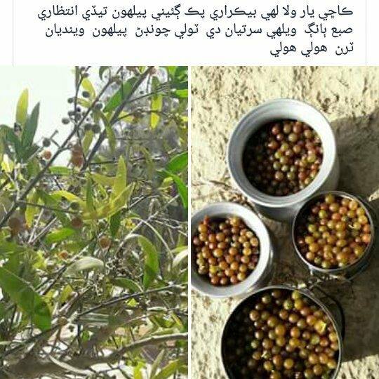 اسا جومر يديروشهر
