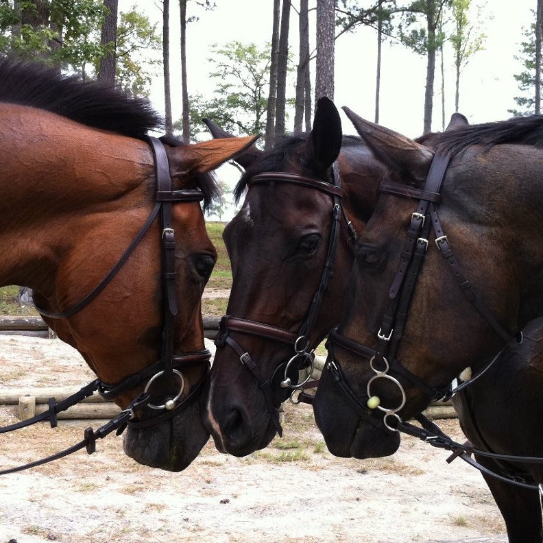 Rolling Thunder Ranch | Cedar Hill MO