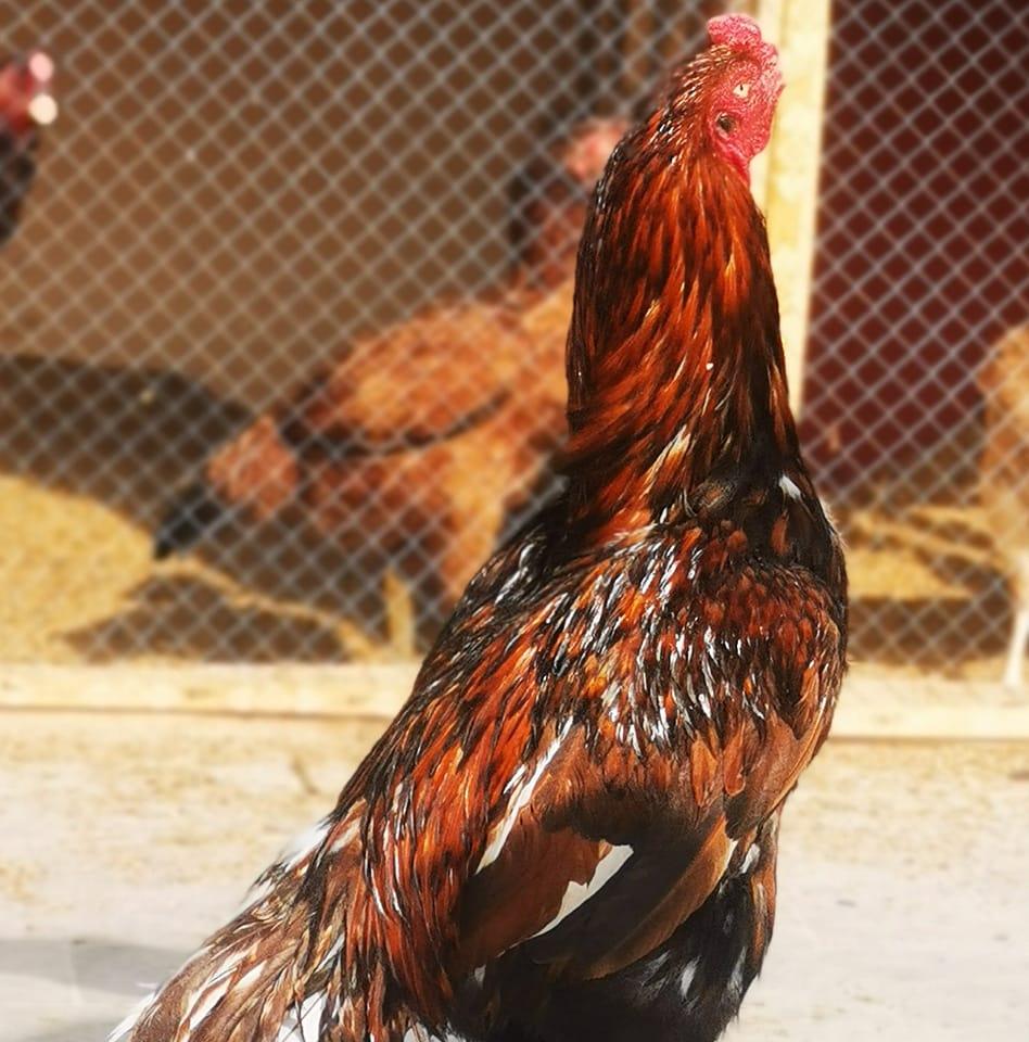 Raheem poultry farm _pabbi | Peshawar