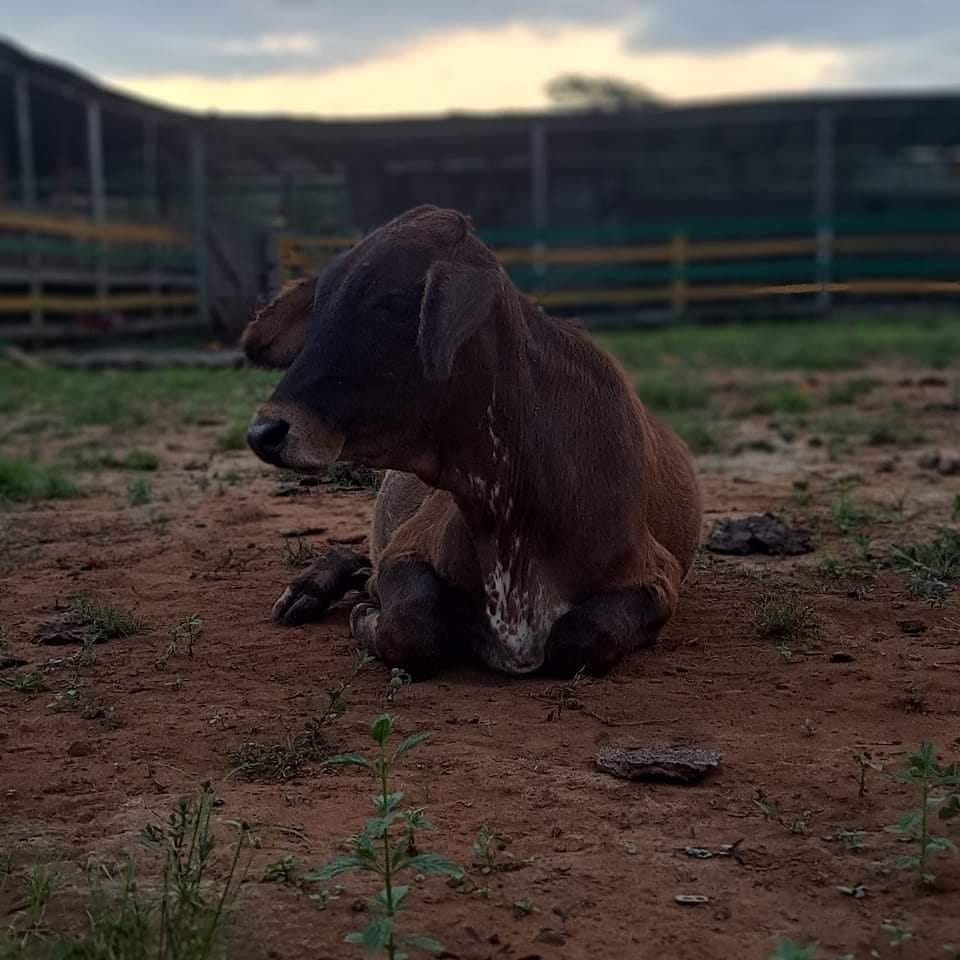 Rodeo Victoria Rosita