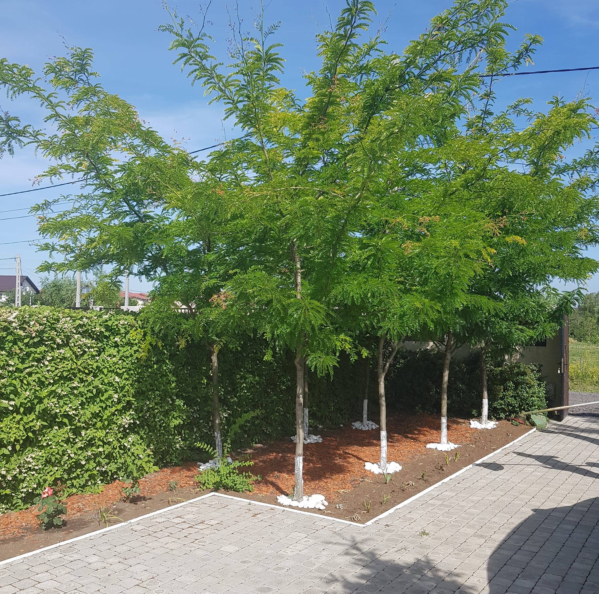 Garden Berceni