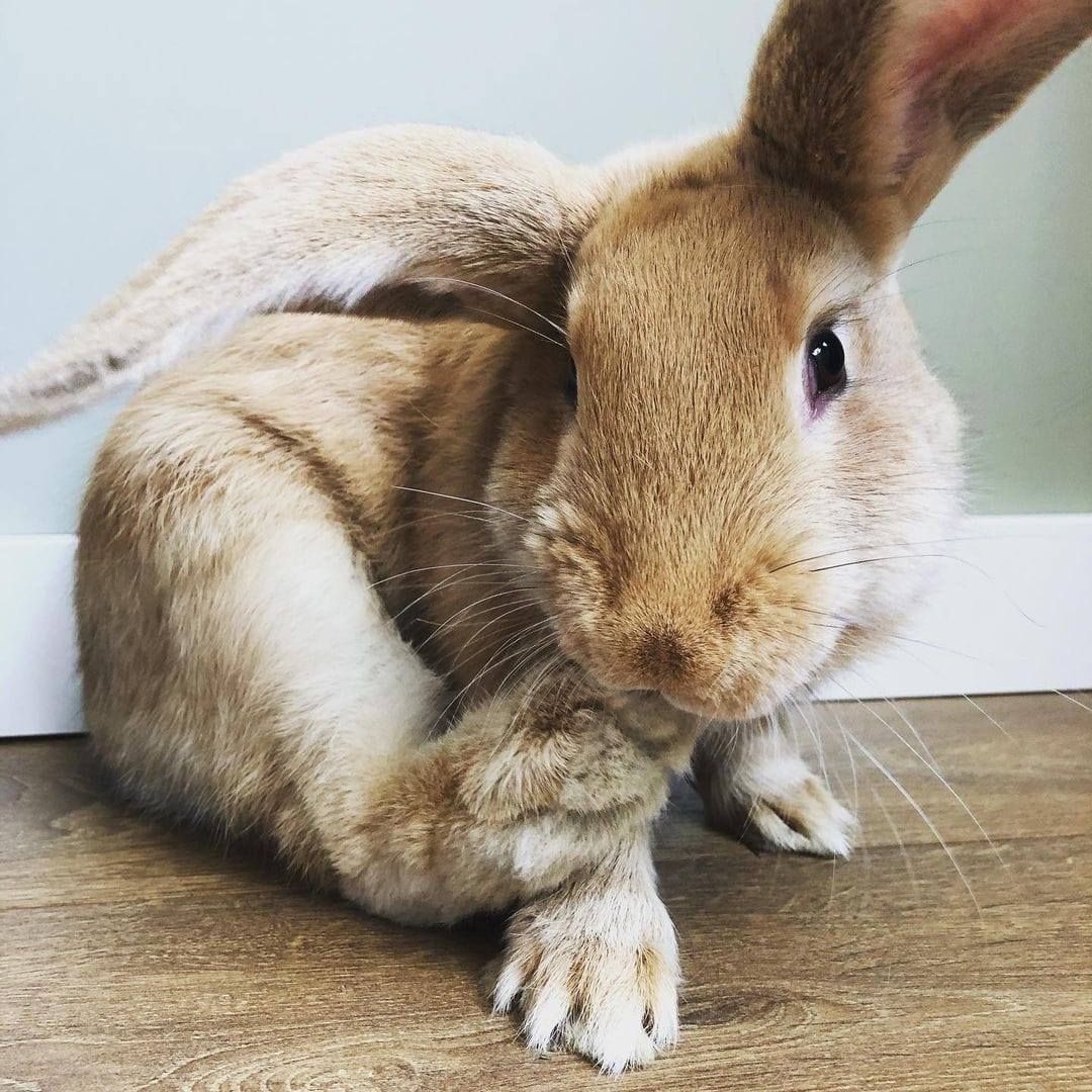 Flemish Rabbits