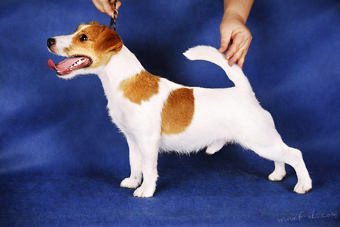 DZek Rasel Terijer - Srbija (Jack Russell Terrier - Serbia)