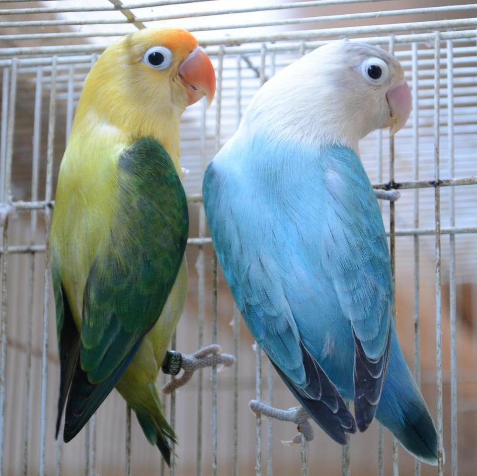 JS BIRDS | Dubai