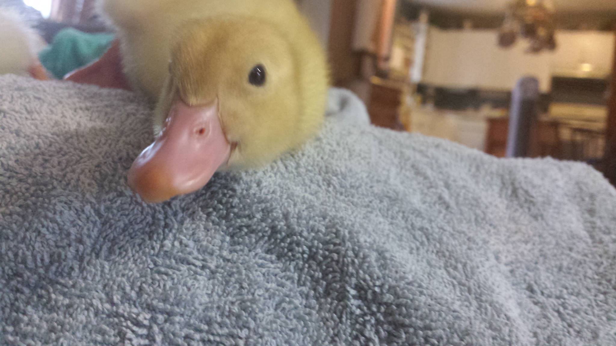 Quacky Establishment