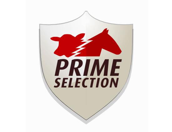 Prime Selection - Os mais lindos e completos garanhões!! Reserve já sua ...