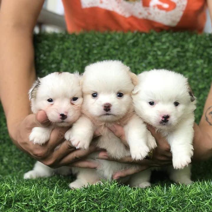 Chó cảnh mini siêu xinh