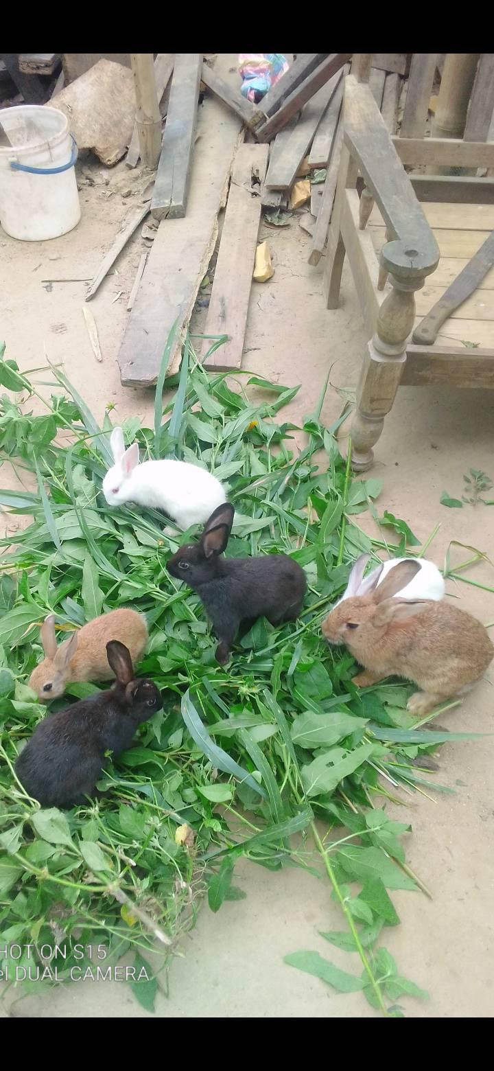 Rabbit farming at Takoradi Agona