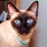 Veterinary Abuse Network