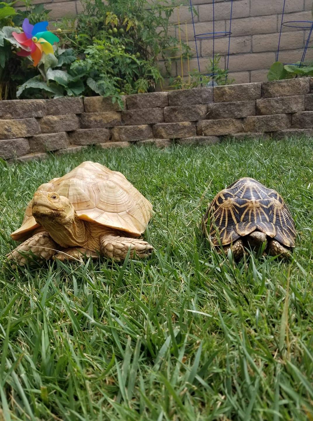S.C. Tortoises Rescue and Sanctuary