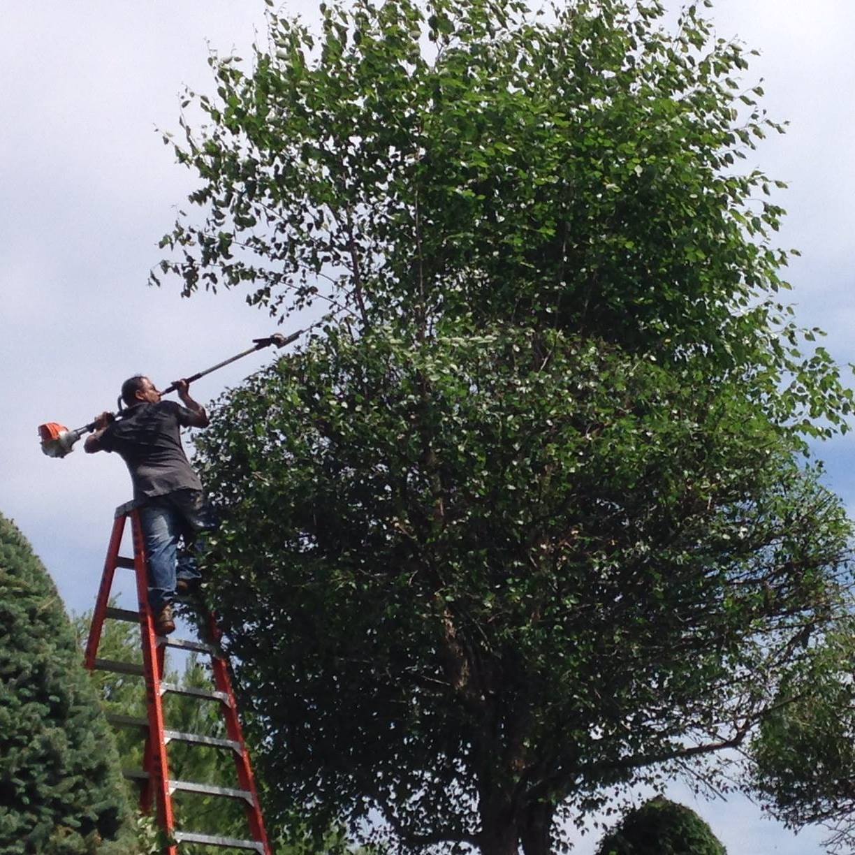 GSJ Star Tree Service Inc. | Morganville NJ