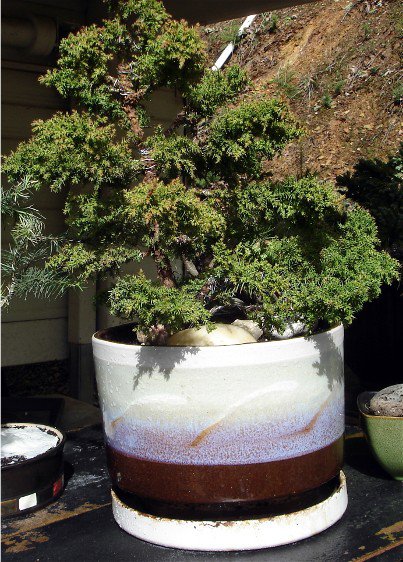 bonsai-penjing-care-grants-pass-or