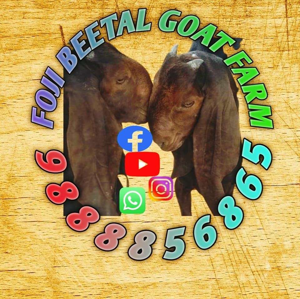 Foji beetal goat farm