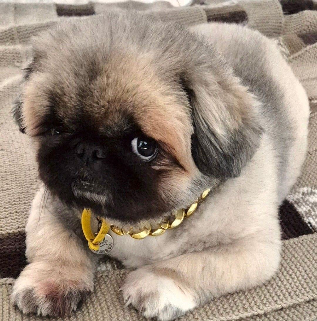 A little ray of sunshine for Buddy... - BUDDY BOO the PEKE | Facebook
