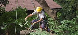 San Antonio Tree Removal | San Antonio TX