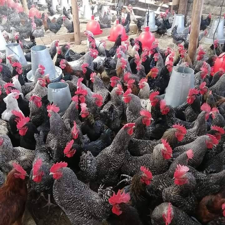 Halal Poultry Farms | Banjul