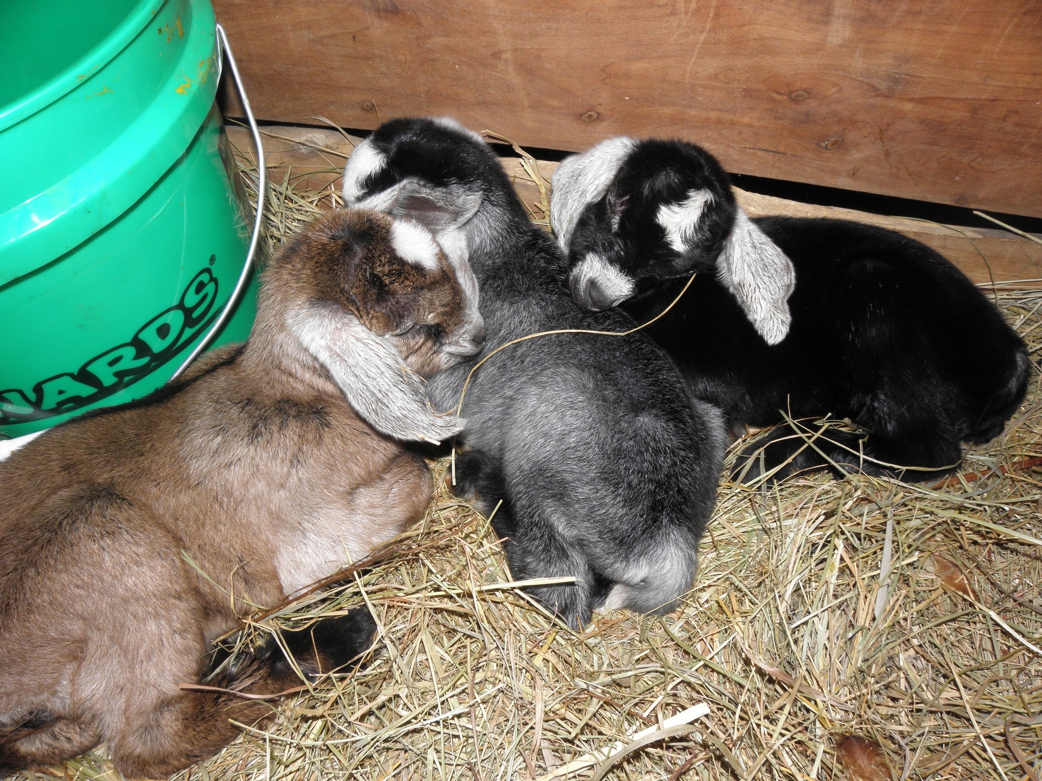 Don't mess with a barn cat mama and her kittens!! #appleberrygoats # ...