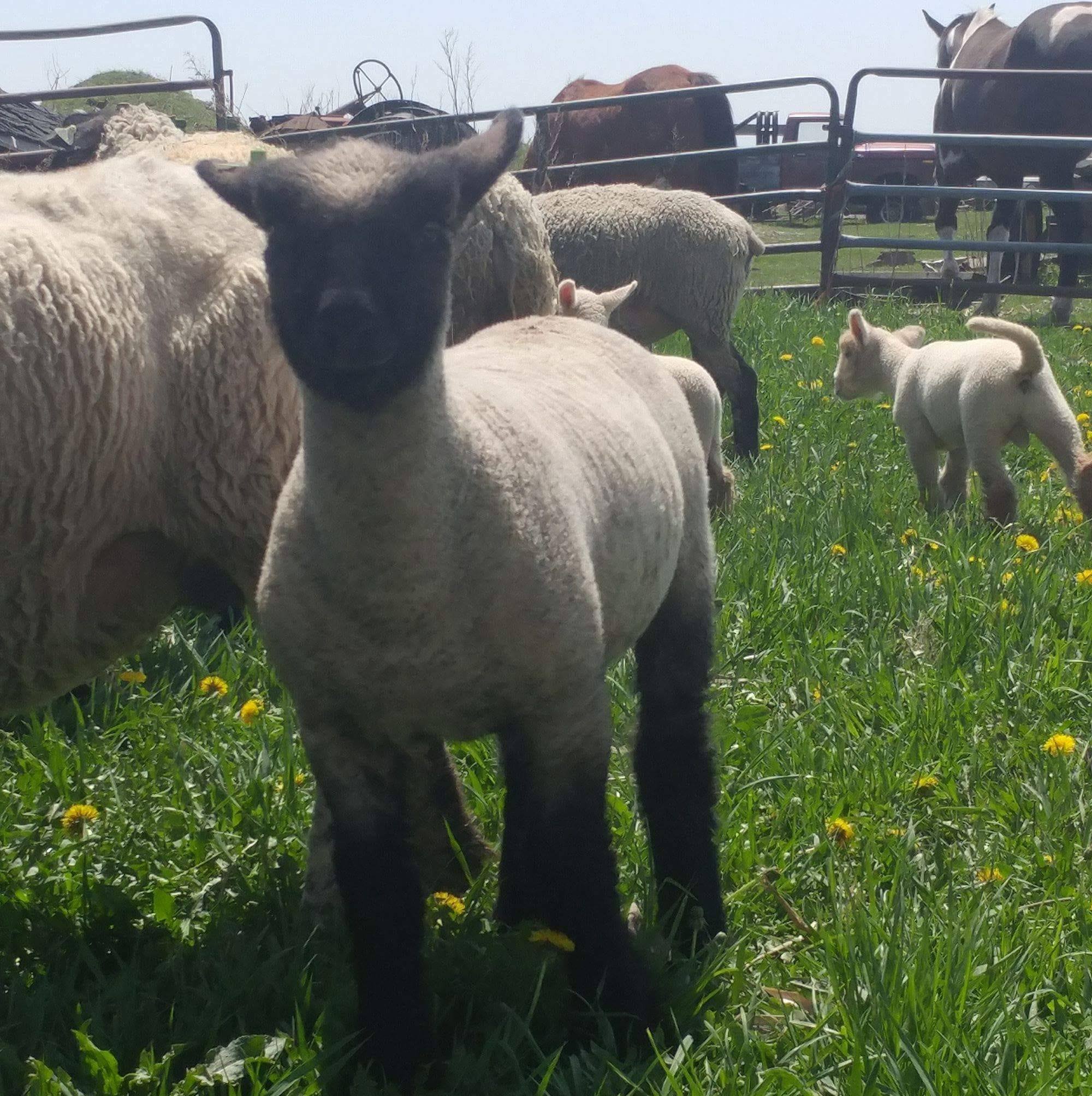 Walworth County Jr. Sheep Project