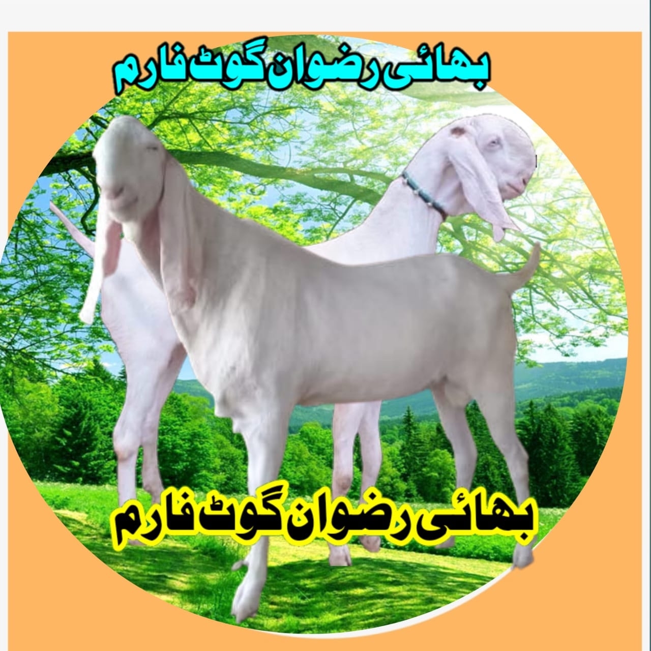 Rizwan Bahi Goat Farm | Dera Ghazi Khan