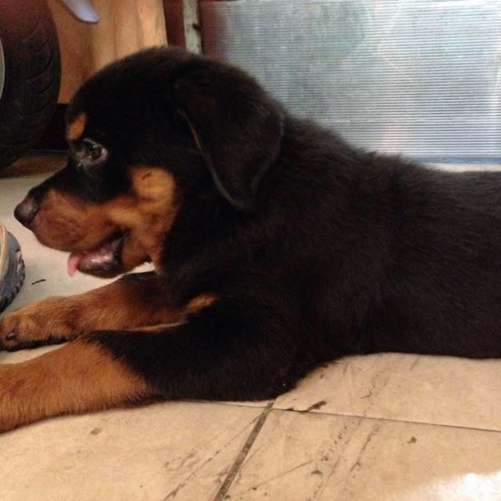 Những người ưa thích cho Rottweiler | Hanoi
