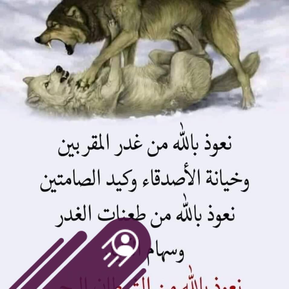 محمد علي ويس