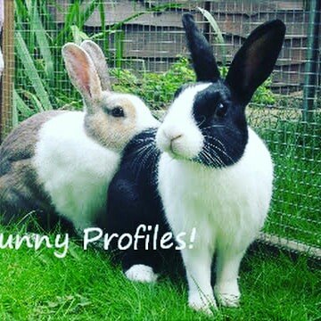 RJ Rabbit FARMS | Chittoor
