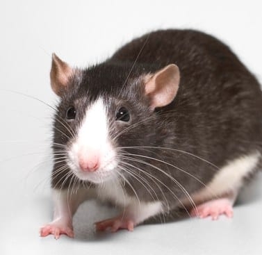 K D Rattery