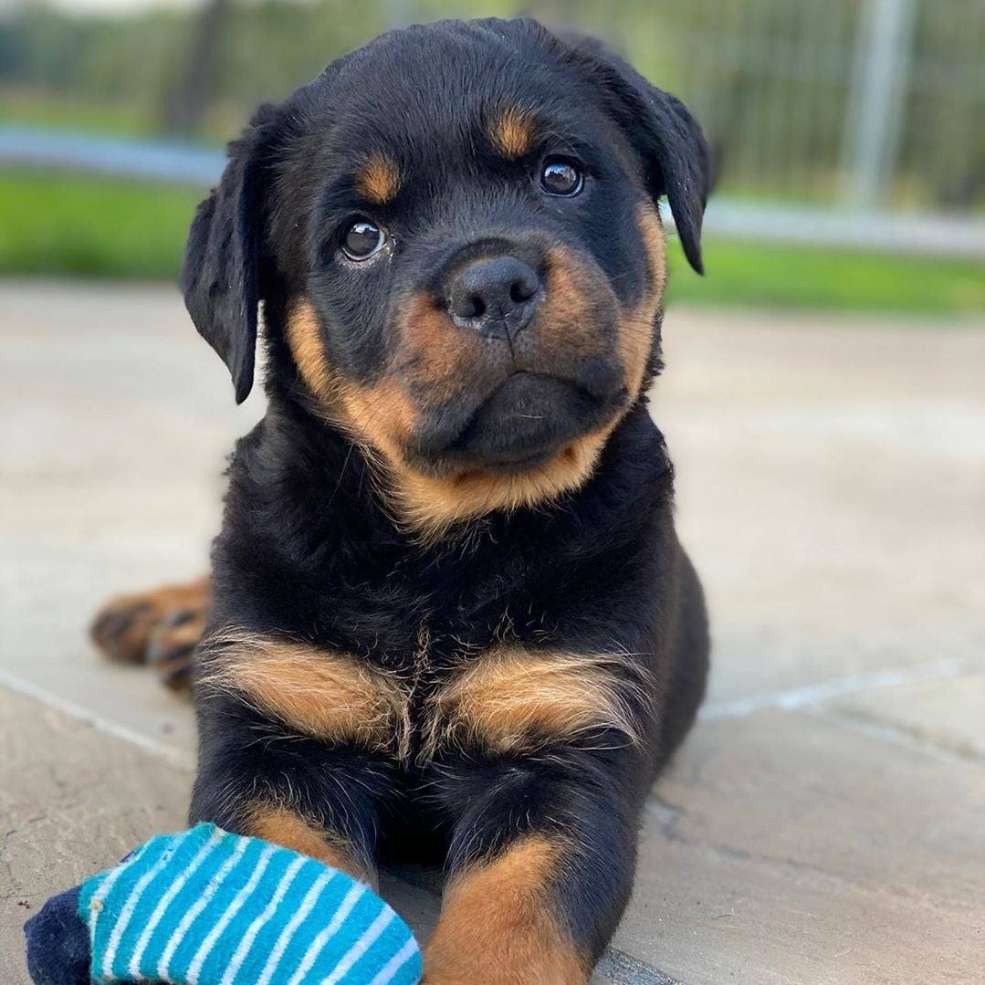 Rottweiler Lovers