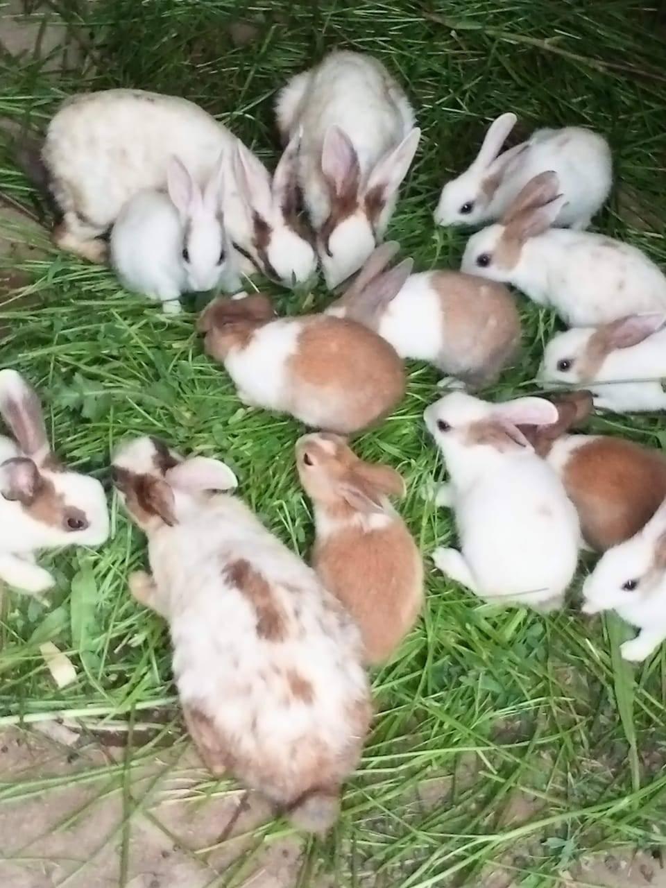 Khan Rabbit farm | Alipur