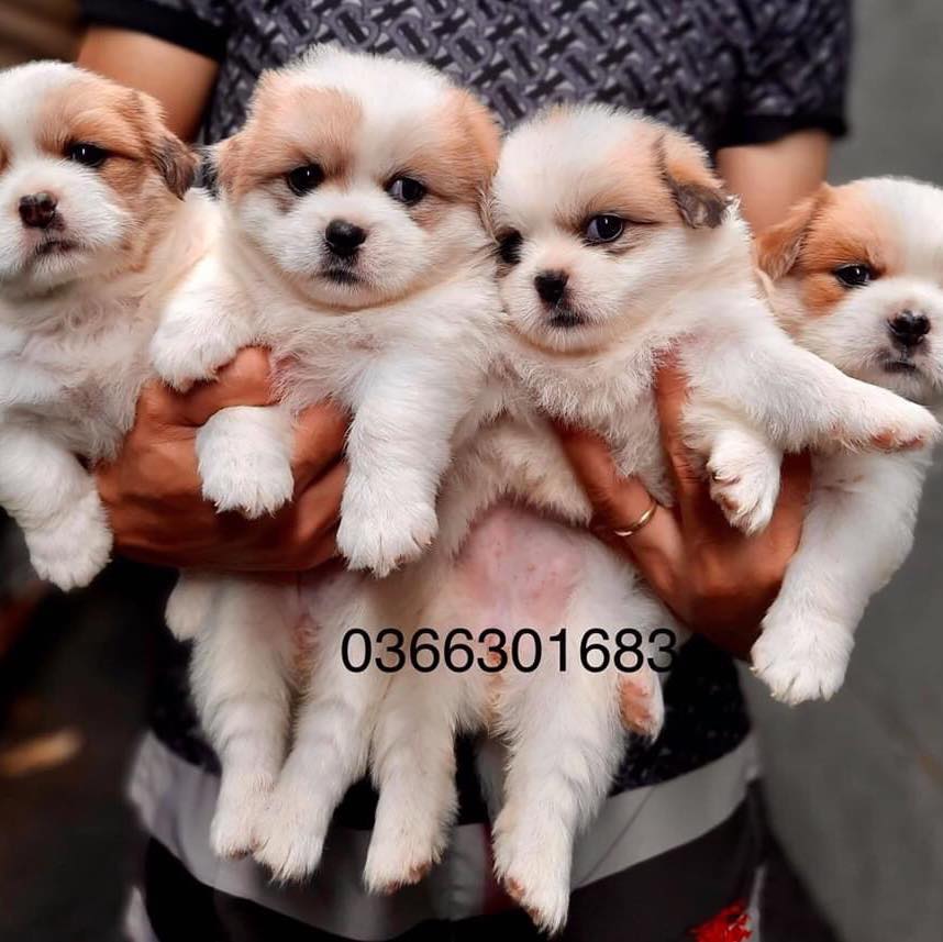 Chó Cảnh Thủ Đô