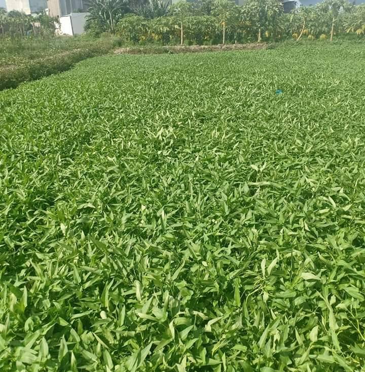 Chuyên sỉ rau muống cho những người làm từ thiện & buôn bán
