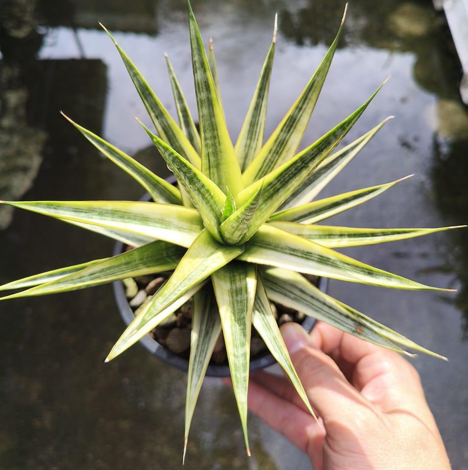 Sansevieria scimitariformis r944