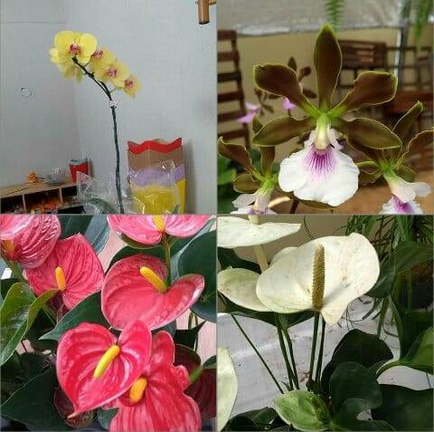 Recando.das.orquideas